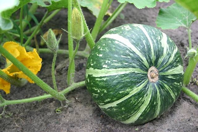 Kabocha (Cucurbita moshata) Kabocha (Cucurbita moshata)