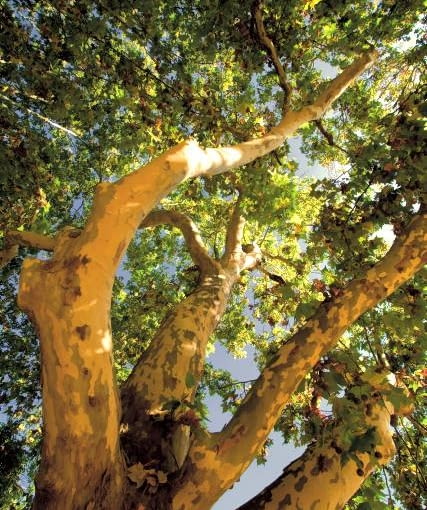 Wielobarwne łaty zdobią nie tylko główny pień, ale także konary boczne. Pod drzewem leżą płaty odpadłej kory. Wielobarwne łaty zdobią nie tylko główny pień, ale także konary boczne. Pod drzewem leżą płaty odpadłej kory.