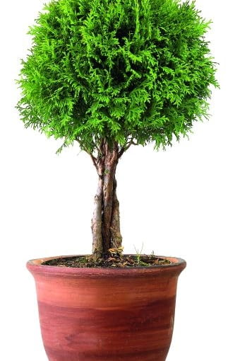 04.10.2004 DRZEWKO THUJA OCCIDENTALIS HOLMSTRUP STYLIZACJA MONIKA LUCZKO FOT. WALDEMAR KOMPALA / AGENCJA GAZETA