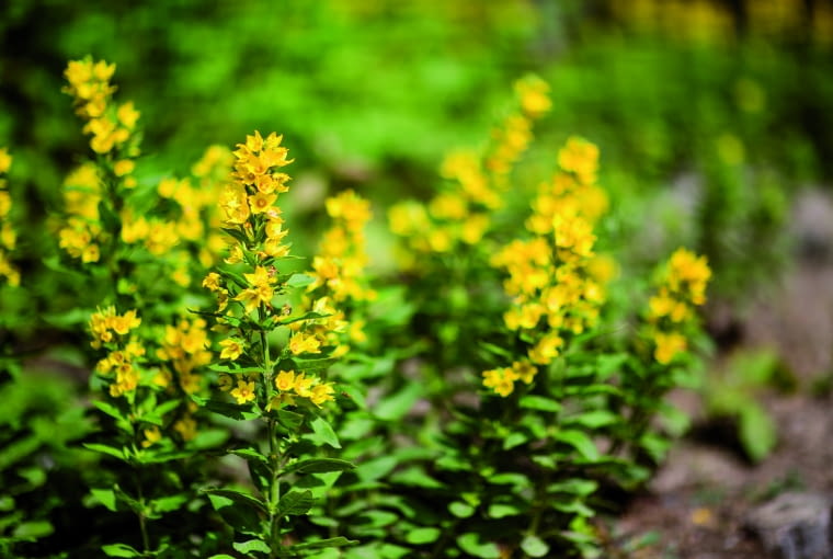 Kwitnące rośliny dla pszczół