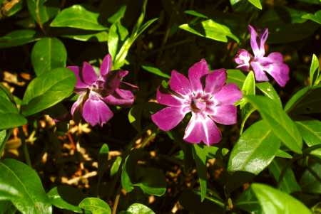 29.04.2004 POWSIN OGROD BOTANICZNY POLSKIEJ AKADEMII NAUK ULICA PRAWDZIWKA 2 WIOSNA KRZEWINKI BARWINEK VINCA