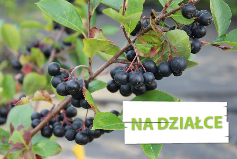 Aronia czarna Aronia czarna