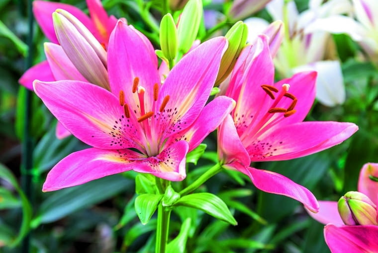 Młode okazy lilii mają tylko kilka pąków. Młode okazy lilii mają tylko kilka pąków.