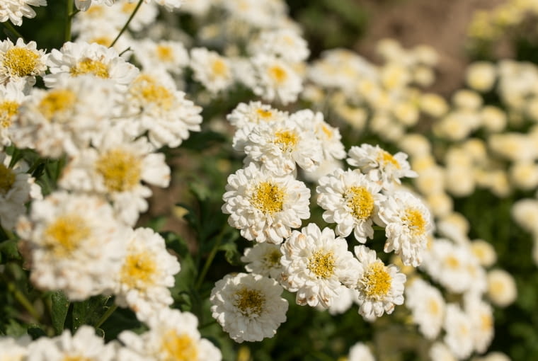 Wrotycz maruna Wrotycz maruna