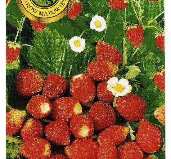 ONE TIME USE ONLY DO JEDNORAZOWEGO UZYCIA POZIOMKA FRAGARIA ODMIANA BARON SOLEMACHER RYS. SERWIS PRASOWY FIRMA PNOS OZAROW MAZOWIECKI PUBLIKACJA KWIETNIK NR 6 (114) - 6.2004 SLOWA KLUCZOWE: OGRODNICTWO OWOCE ROSLINY ZDJĘCIE DO WKŁADKI: PUBLIKACJA KWIETNIK NR 6 (114) - CZASOPISMA