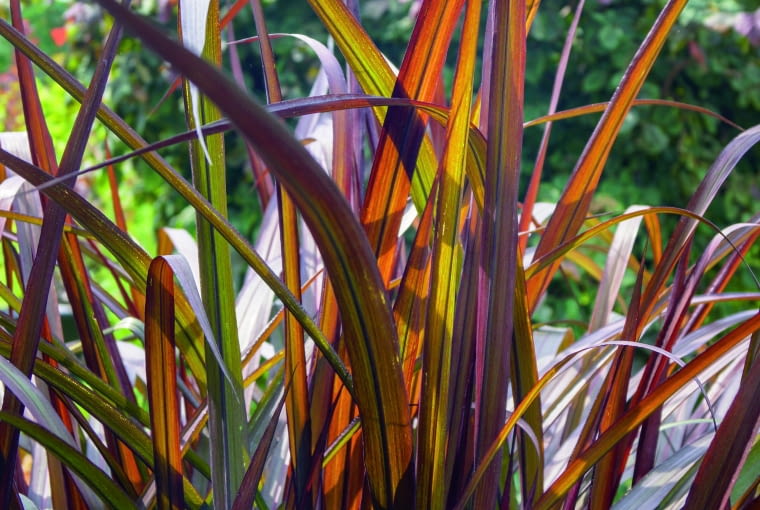 Rozplenica purpurowa Rozplenica purpurowa