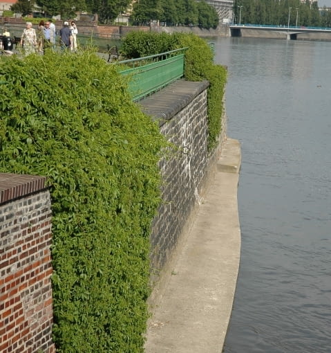 Winobluszcz pięciolistkowy odmiana murowa (Parthenocissus quinquefolia var. murorum) Winobluszcz pięciolistkowy odmiana murowa (Parthenocissus quinquefolia var. murorum)