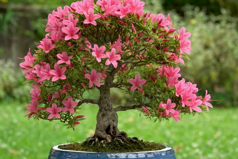 Azalia bonsai Azalia bonsai