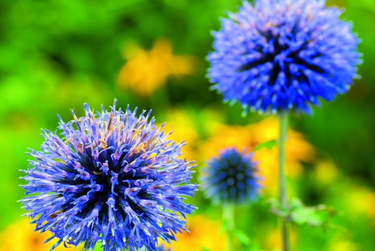 Przegorzan pospolity Przegorzan pospolity