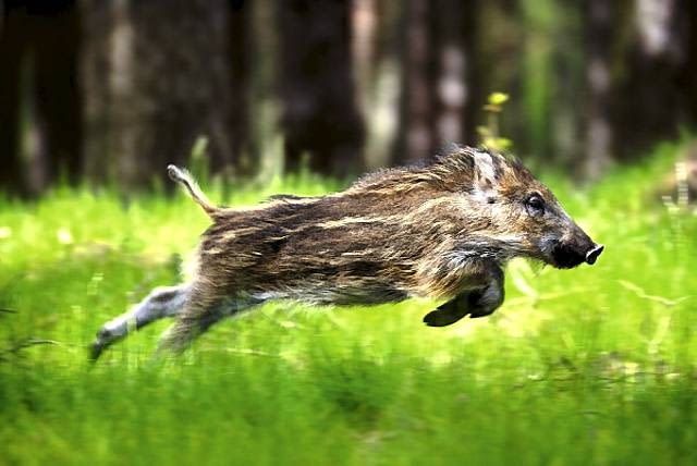 Dzik - i młody (na zdjęciu), i stary - potrafi być bardzo szybki, ale na krótkich dystansach Dzik - i młody (na zdjęciu), i stary - potrafi być bardzo szybki, ale na krótkich dystansach
