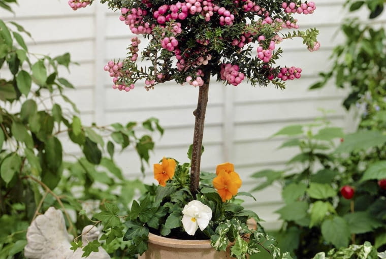 Scheinbeere als Hochstämmchen, Gaultheria mucronata SLOWA KLUCZOWE: außen Beere Beeren Blume Blumen Blüte Blüten draußen eingetopft Garten Gärten Gaultheria Gaultheria mucronata Herbst herbstlich Herbstzeit Hochformat Hochstamm Hochstämmchen im Freien Pflanze Pflanzen pink rosa Scheinbeere Taube Topf Topfpflanze Topfpflanzen Visions Zimmerpflanze Zimmerpflanzen