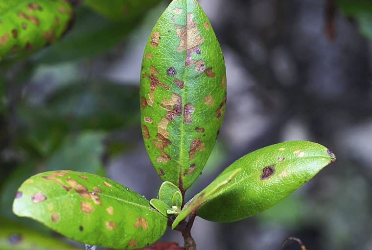 Brunatna plamistość różanecznika.
