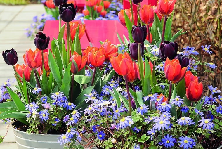Oryginalny zestaw barw tworzą tulipany 'Orange Emperor' i 'Black Horse' oraz zawilce powabne. Oryginalny zestaw barw tworzą tulipany 'Orange Emperor' i 'Black Horse' oraz zawilce powabne.