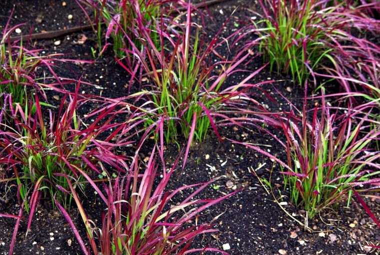 IMPERATA CYLINDRYCZNA (IMPERATA) 'RED BARON' IMPERATA CYLINDRYCZNA (IMPERATA) 'RED BARON'
