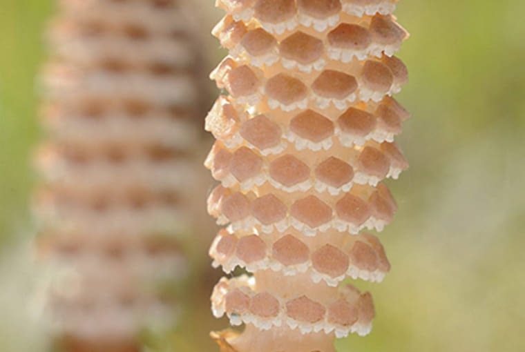 Skrzypy tworzą dwojakiego rodzaju pędy - na zdjęciu wiosenne z zarodnikami