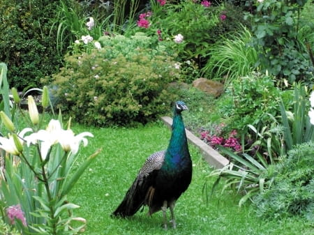 Paw żyje swobodnie w ogrodzie, ale zimą może schronić się w wolierze. Paw żyje swobodnie w ogrodzie, ale zimą może schronić się w wolierze.