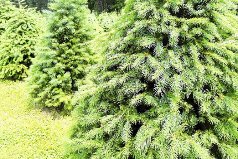 Sadząc drzewa, rozmieszczajmy je w odpowiednich odstępach. Sadząc drzewa, rozmieszczajmy je w odpowiednich odstępach.