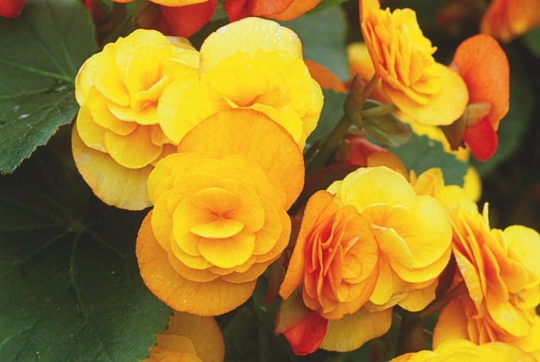 'AFRODITE' 'AFRODITE'