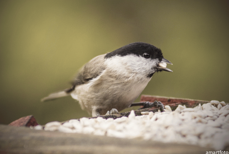 Sikora uboga Sikora uboga