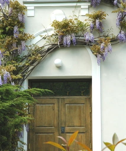 Wisteria sinensis 'Prolific'. Glicynia