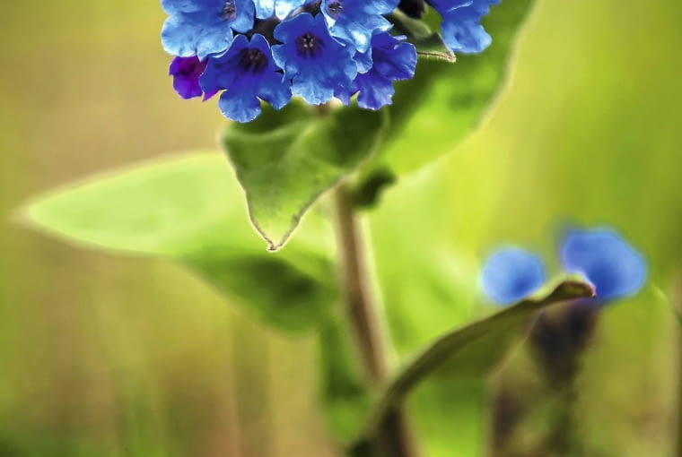 Miodunka pstra Miodunka pstra