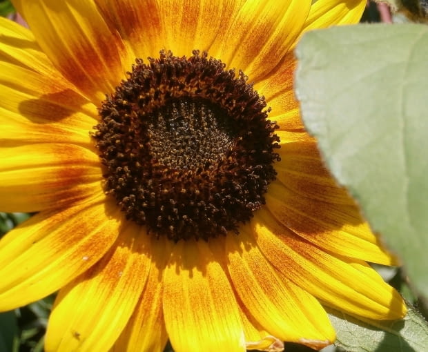 Słonecznik Słonecznik