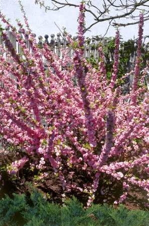 Migdałek może mieć formę krzewu rozgałęziającego się tuż przy ziemi. Migdałek może mieć formę krzewu rozgałęziającego się tuż przy ziemi.
