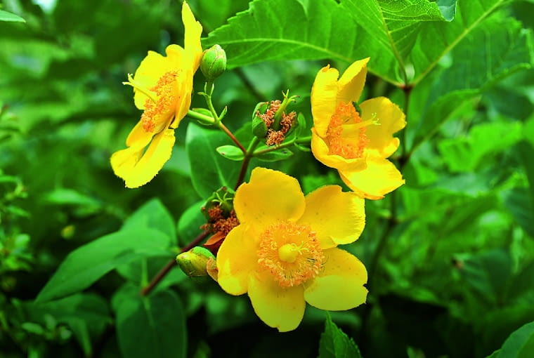 dziurawiec 'Hidcote' dziurawiec 'Hidcote'