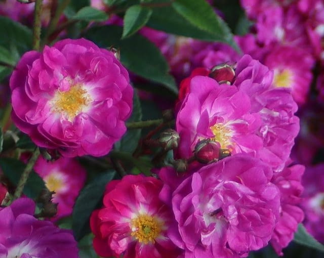 Ten różowo-fioletowy rambler pięknie będzie się prezentować na łukach i różanych płotach. Wytrzymała i pełna wigoru odmiana,  kwitnąca obfitymi gronami o delikatnym zapachu. 'Manhattan Blue®’ jest potomkiem dobrze znanej i niezwykle zdrowej odmiany 'Perennial Blue’ (ADR®)