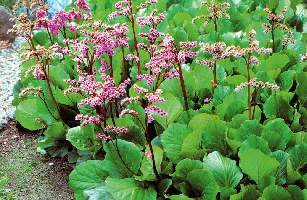Bergenia Bergenia