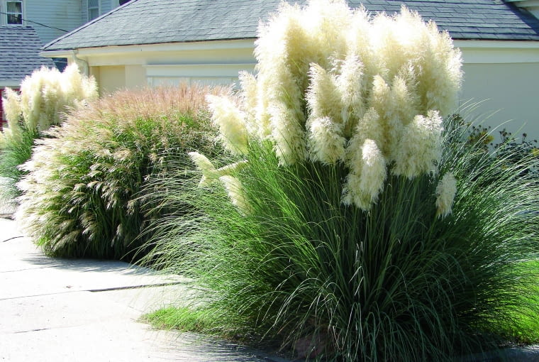 Trawa papasowa Trawa papasowa