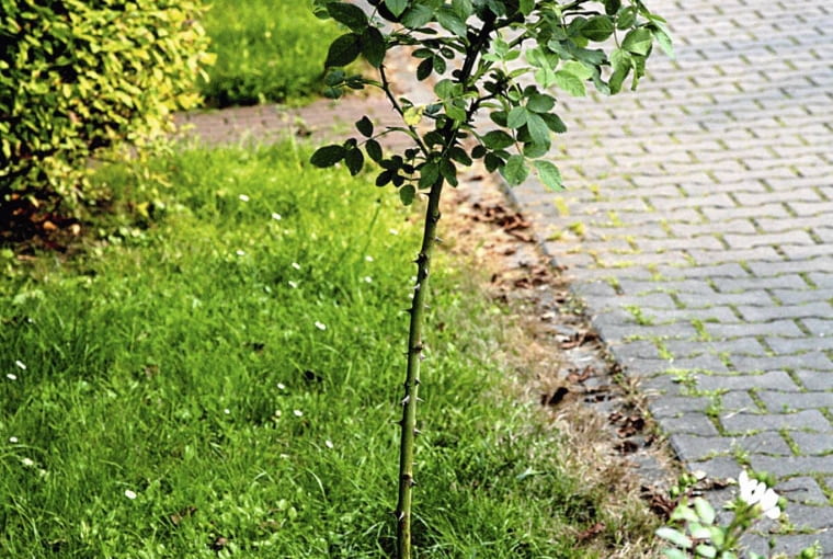 Ten krzew róży dzikiej wyrósł z podkładki odmiany szlachetnej, która zmarzła podczas ostrej zimy.