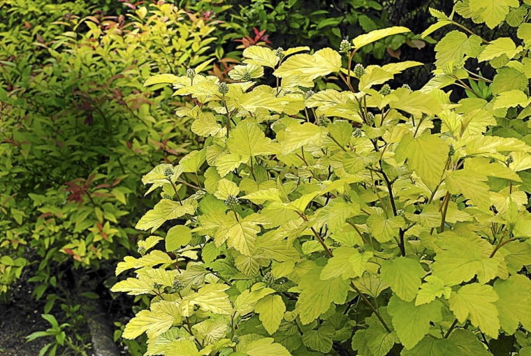 Pęcherznica kalinolistna PECHERZNICA KALINOLISTNA ' LUTEUS ' - KRZEW , OZDOBNY KOLOR LISCI FOT. EWA NARKIEWICZ PUBLIKACJA KWIETNIK NR 4 (196) - 4 2011 SLOWA KLUCZOWE: LISC KRZEW ROSLINA ZDJĘCIE DO WKŁADKI: PUBLIKACJA KWIETNIK NR 4 (196) - CZASOPISMA