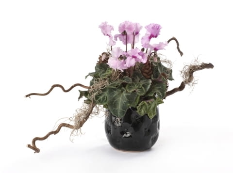 Cyklameny - kwiaty doniczkowe kwitnące jesienią