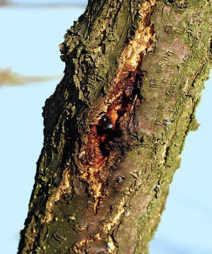 Rak bakteryjny KONICA MINOLTA DIGITAL CAMERA