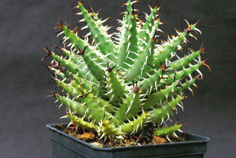 Ostrożnie! Aloes erinacea wygląda naprawdę groźnie, a wyrostki na jego liściach są dość ostre. ALOES ( ALOE ERINACEA ) - ROSLINA , SUKULENT FOT. BOZENA DUBIELECKA PUBLIKACJA MAGNOLIA NR 1 (9) - 1 2013 SLOWA KLUCZOWE: ROSLINA ZDJĘCIE DO WKŁADKI: PUBLIKACJA MAGNOLIA NR 1 (9) - CZASOPISMA