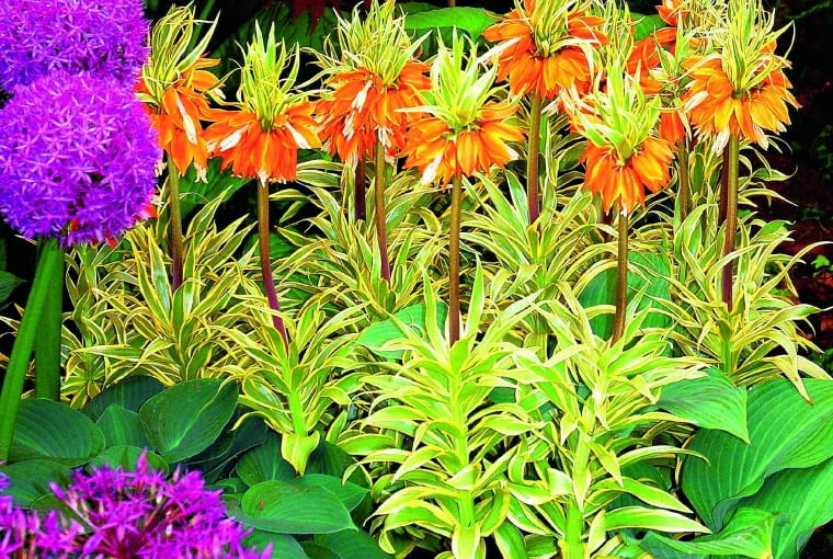 Odmiana "Aureovariegata" odznacza się oryginalnym zabarwieniem liści. SZACHOWNICA CESARSKA ZWANA KORONA CESARSKA AUREOVARIEGATA Z ZOLTO OBRZEZONYMI LISCMI - ROSLINA CEBULOWA , KWIATY POMARANCZOWEFOT. LILIANNA SOKOLOWSKAPUBLIKACJA OGRODY NR 3 (155) - 3 2012