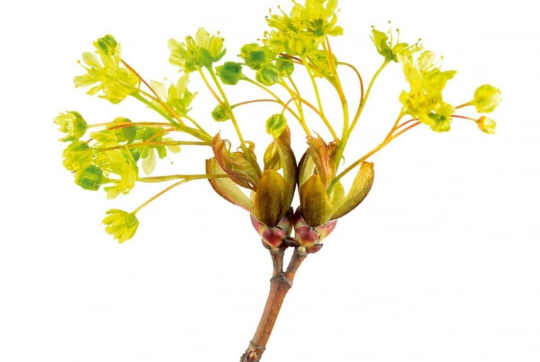 Klon. Poczucie humoru i dystans do świata to podstawowe cechy tej osobowości, łączącej w sobie moc przeciwieństw. Ma potrzebę wolności i rozmachu, lecz potrafi dostrzegać urodę codzienności. Lubi ładne przedmioty, lecz nie jest typowym kolekcjonerem. W życiu próbuje różnych zawodów. Zafascynowany dziką naturą, 'klon' widzi zagrożenia dzisiejszej cywilizacji i tu stara się działać. Ma dar wymowy i umie mobilizować do akcji innych. Jego słabością bywają słodycze.