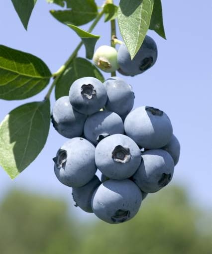 Borówka amerykańska