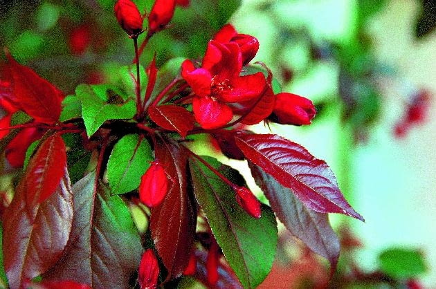 Odmiana "Royalty" JABLON MALUS ' ROYALTY ' - DRZEWO OWOCOWE , OZDOBNE , LISCIASTE FOT. EWA NARKIEWICZ PUBLIKACJA KWIETNIK NR 7 (187) - 7 2010