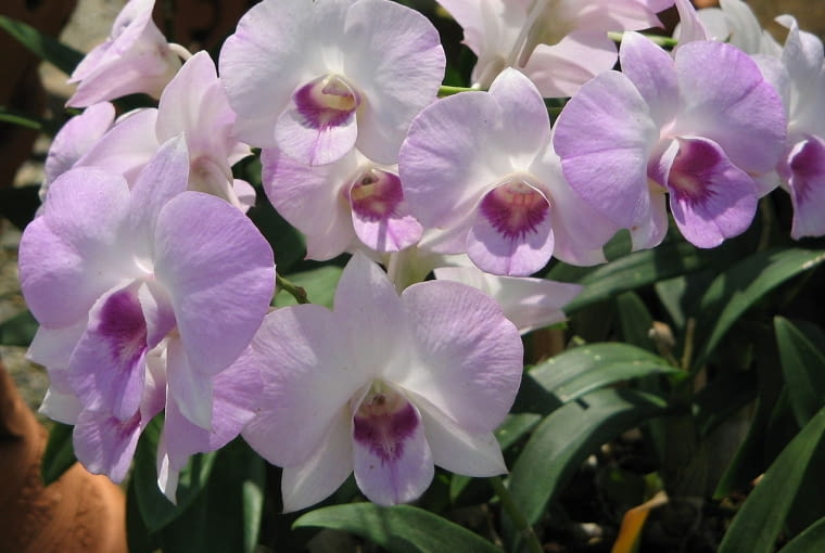 Dendrobium - mieszaniec