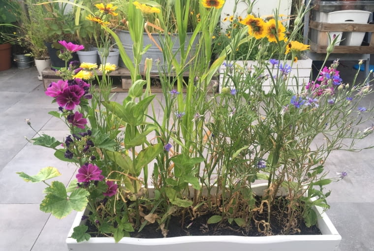 Kwietna łąka w donicy Kwietna łąka w donicy