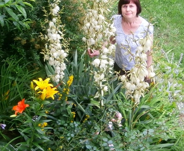 Pięknie kwitnące juki Pięknie kwitnące juki