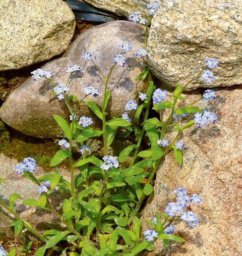 Niezapominajka 26.04.2004 PODKOWA LESNA OGROD WIOSNA NIEZAPOMINAJKA MUOSORHIS KAMIEN FOT. WOJCIECH SURDZIEL / AGENCJA GAZETA PUBLIKACJA OGRODY NR 9 (77) - 9.2005