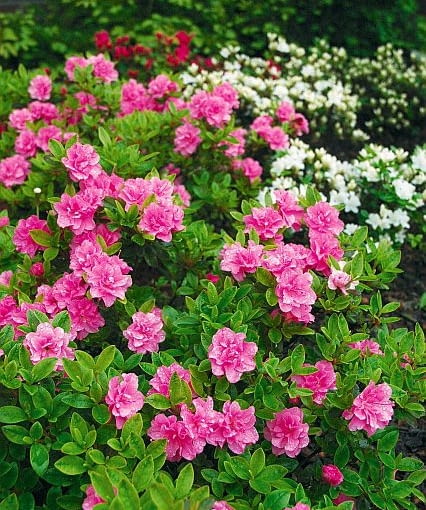 Azalia AZALIA ( RHODODENDRON ) ' ROSINETTA ' - KOLOR KWIATOW ROZOWY I BIALY ' PANDA ' - KRZEW , KWIATY FOT. EWA NARKIEWICZ PUBLIKACJA KWIETNIK NR 6 (186) - 6 2010