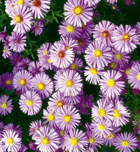 ASTER KRZACZASTY ASTER DUMOSUS PROF ANTON KIPPENBERG