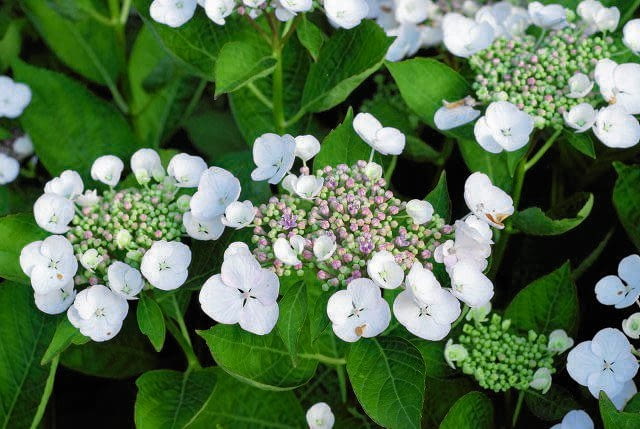 'Libelle' 'Libelle'