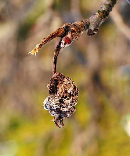 Tzw. mumia KONICA MINOLTA DIGITAL CAMERA