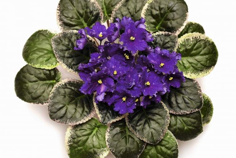 Fiołek afrykański 'Funambule' Fiołek afrykański 'Funambule'