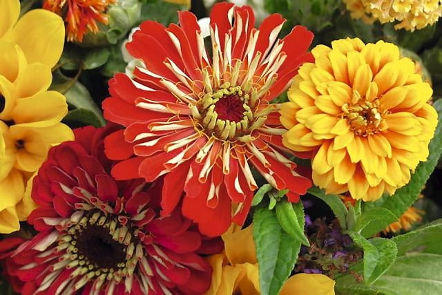 Cynia (Zinnia elegans)